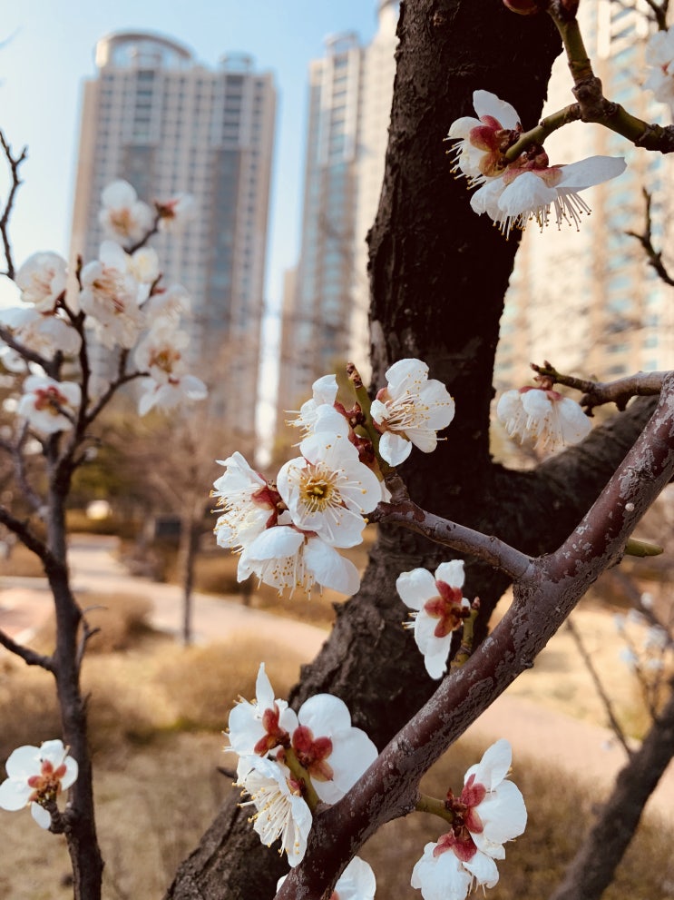 코로나 힘들어도 벚꽃은 피었다 코로나 힘들어도 벚꽃은 피었다