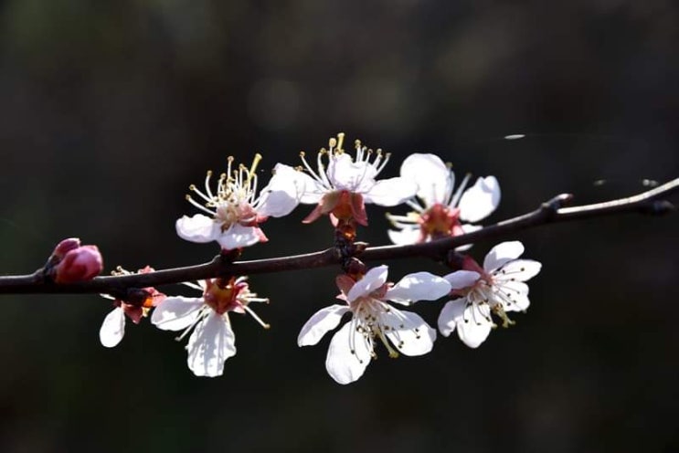 봄꽃 구분하기 어렵지요.  개화시기 비슷한 봄꽃 종류 매화꽃 살구꽃 벚꽃 복숭아꽃 등 봄꽃나무들 봄꽃사진으로 확인해봐요.