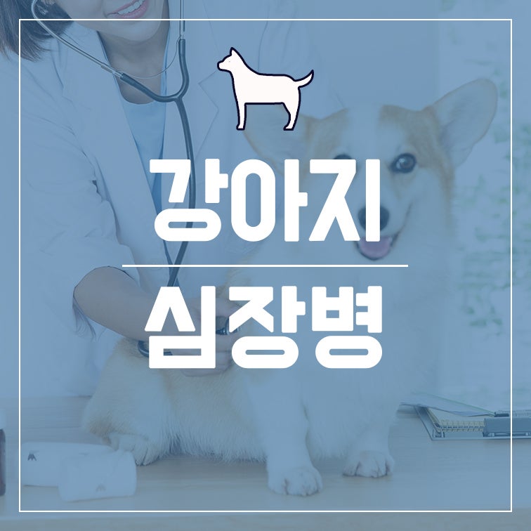강아지 켁켁거리는 증상 심장질환  마시는  심장 영양제 이지너프  이지쉐이크워터밸런스 급여