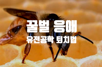 유전자 조작 세균은 바로아 응애 진드기로부터 꿀벌 건강 보호