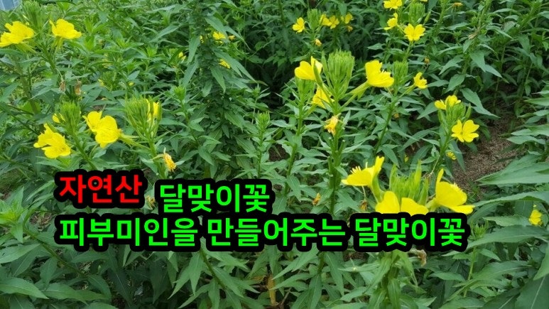 달맞이꽃 뿌리 효능 가격 파는 곳 알아볼게요~ 2