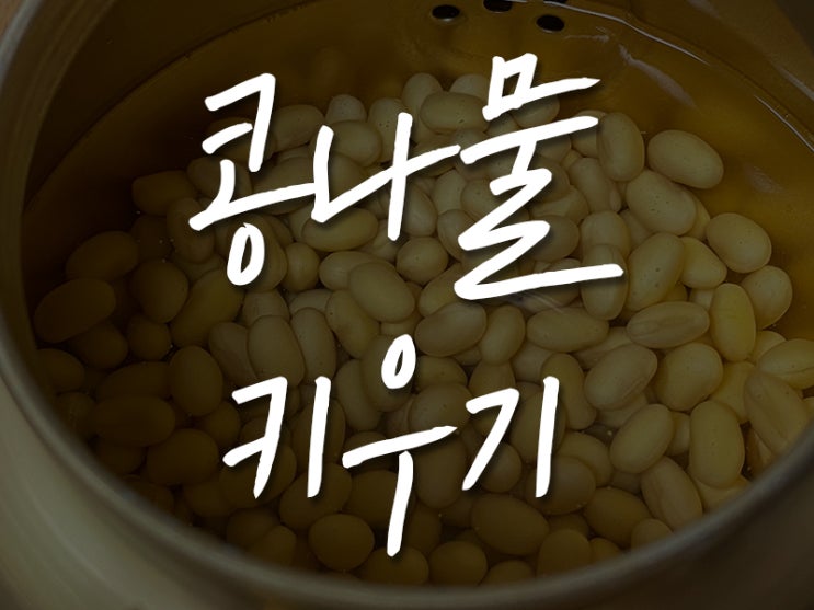  집에서 콩나물키우기 2, 3일차 성장기