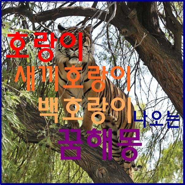 호랑이,새끼호랑이,백호랑이 나오는 꿈해몽
