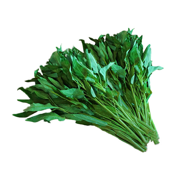  (신선) 공심채 모닝글로리 1kg 국내산 팍붕 kangkong, 단일상품 추천해요