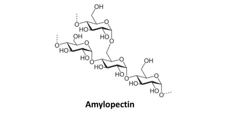 아밀로펙틴 구조