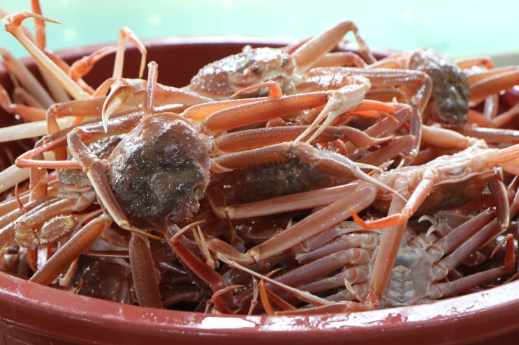  포항 구룡포 영덕 박달 대게 홍게 당일 택배 배달 및 배송 주문 직거래 제일 신선하고 믿을만한 곳에서 하는 법 (자숙, 찜, 활)