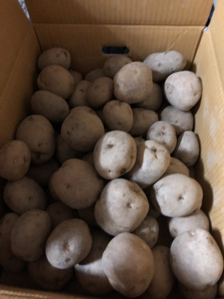  강원도 감자 10kg 후기!