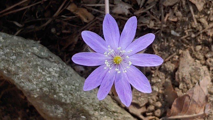 청아 청초롬 청보랏빛 청노루귀 고운 자태 감상 청아 청초롬 청보랏빛 청노루귀 고운 자태 감상