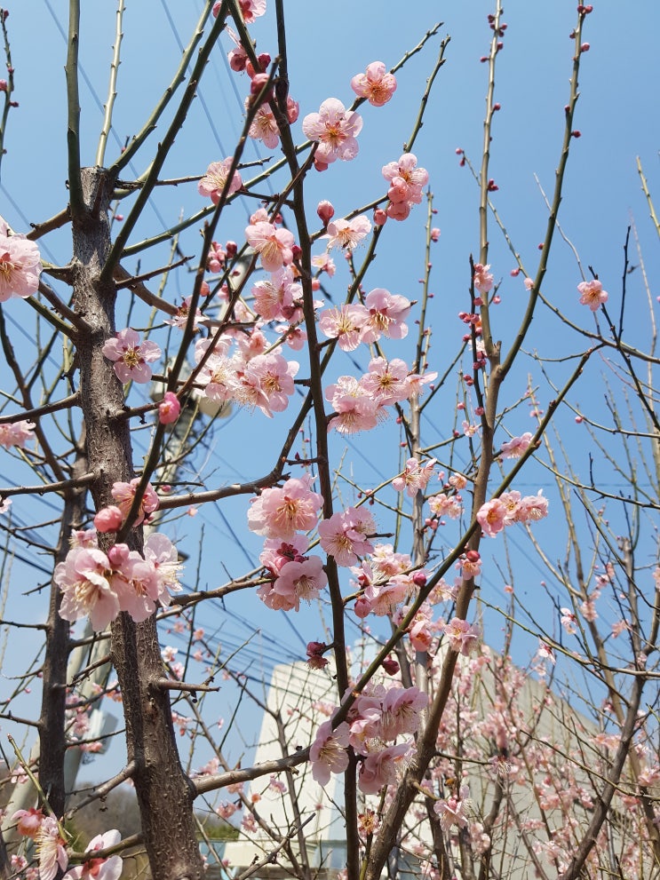  복사꽃(복숭아꽃,도화꽃) 피는 봄날