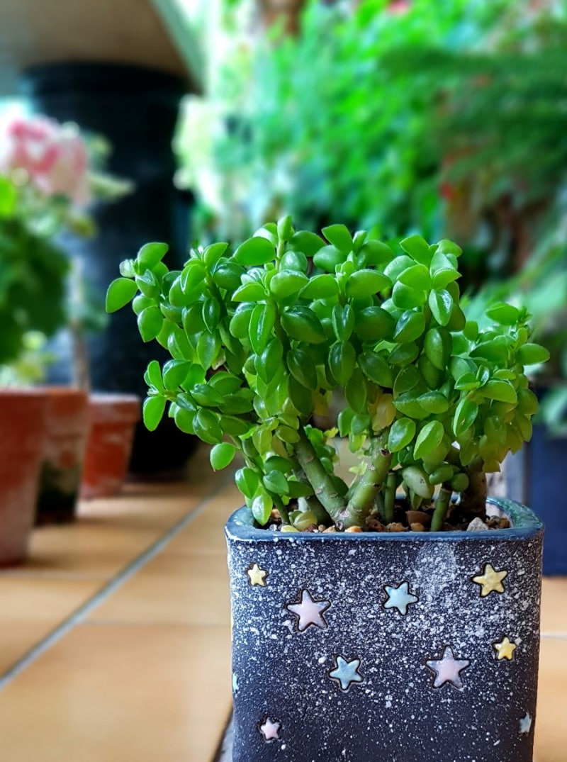 다육식물 페페로미아 : 네이버 블로그