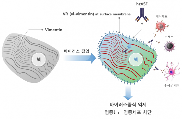  코로나치료제 나오나.. 'HzVsF' 2차 승인, 총 6건 치료목적 승인
