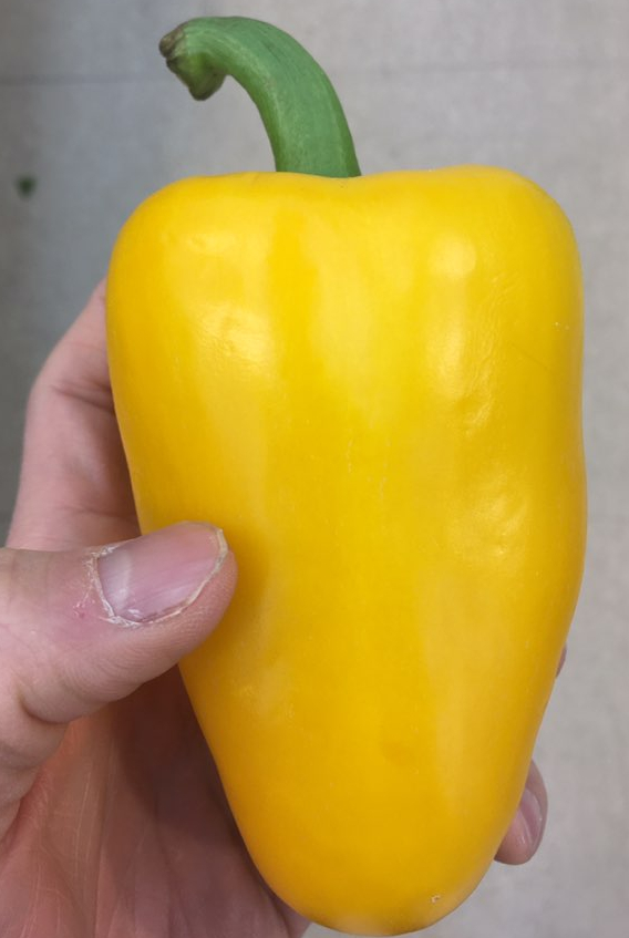  파프리카