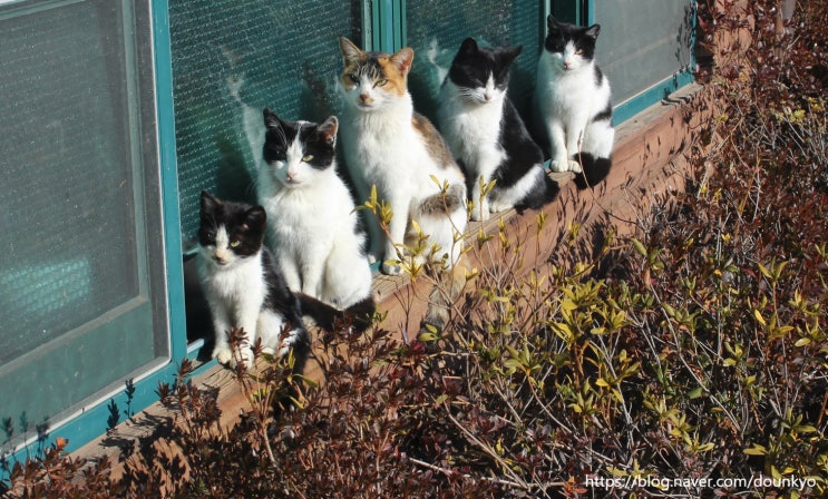  [2018년 10월~12월 고양이들 소식] 다이아의 모성본능이 대단해요
