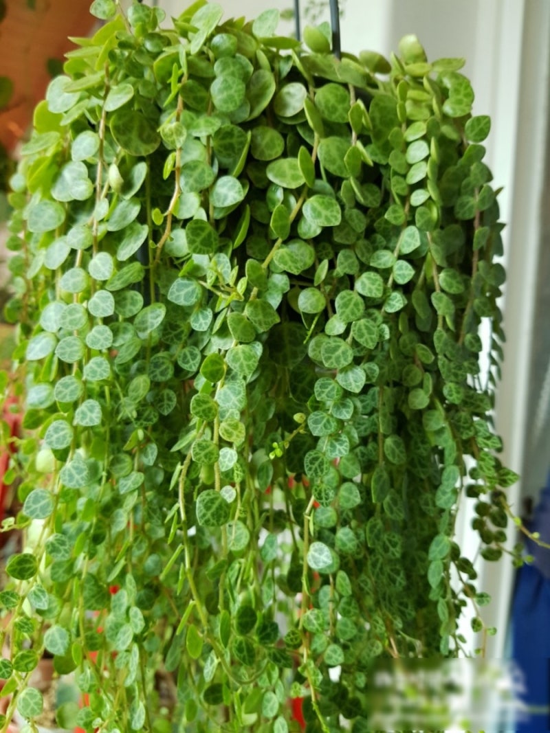 다육식물 페페로미아 : 네이버 블로그