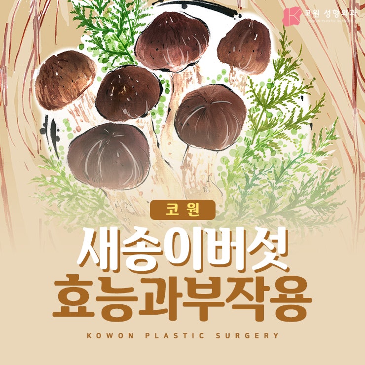 새송이버섯효능과 부작용까지 알아보기