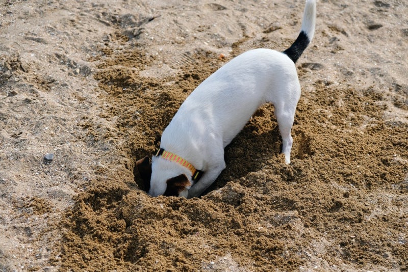 우리 강아지는 왜 모래밭에서 구르는 걸까요
