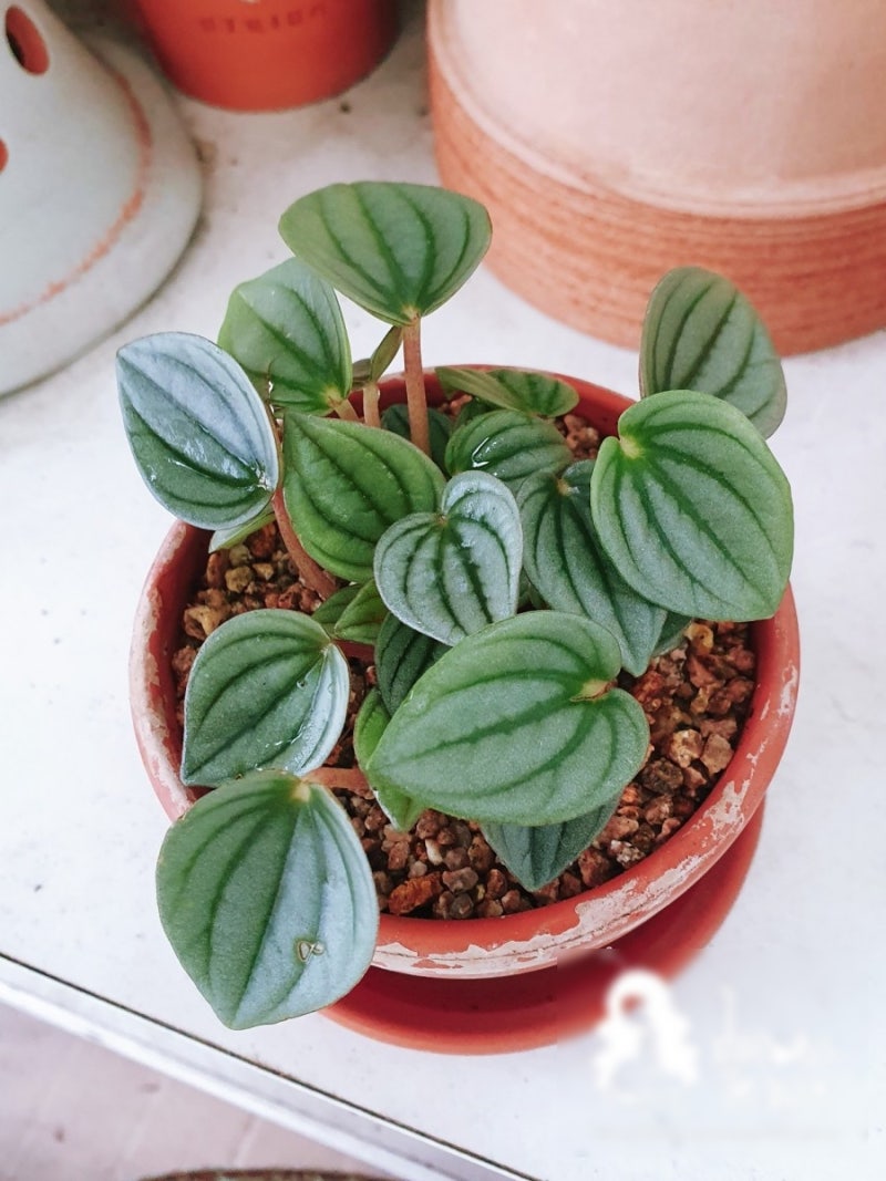 다육식물 페페로미아 : 네이버 블로그