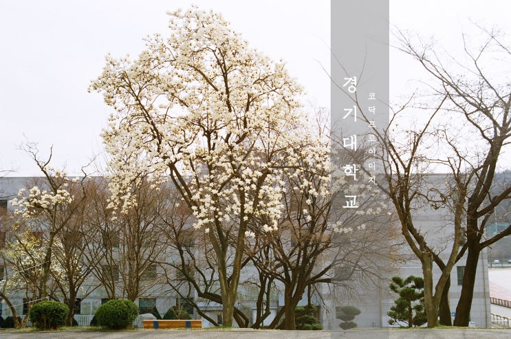  경기대학교 수원캠퍼스 / 수원 봄 꽃구경 / 프로이미지100/ 니콘 FM2