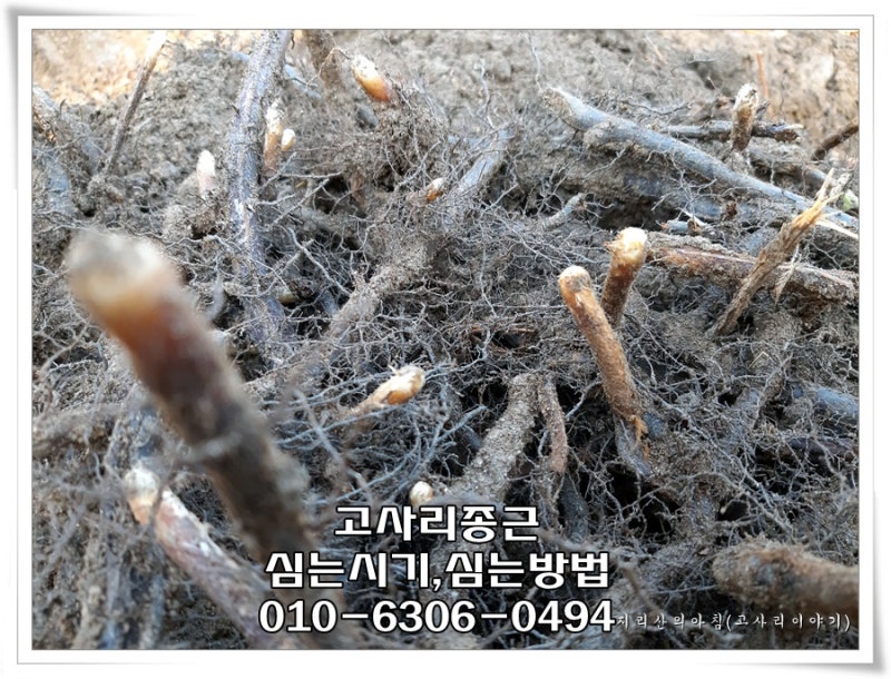 고사리종근 심는시기와 방법 노하우