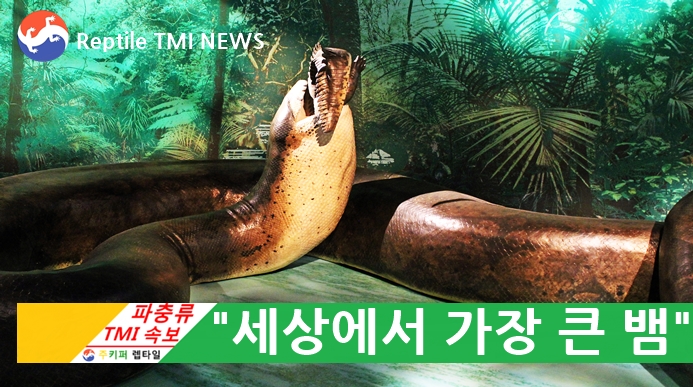 [주키퍼 렙타일] 파충류 TMI 속보 (42회) - 세상에서 가장 큰 뱀