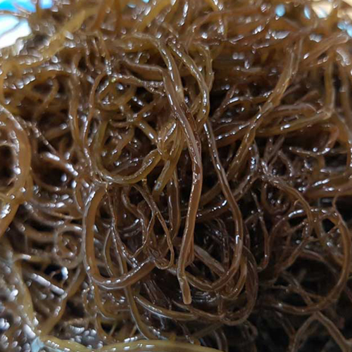 모듬해초 염장꼬시래기 1kg, 1개 추천해요 모듬해초 염장꼬시래기 1kg, 1개 추천해요