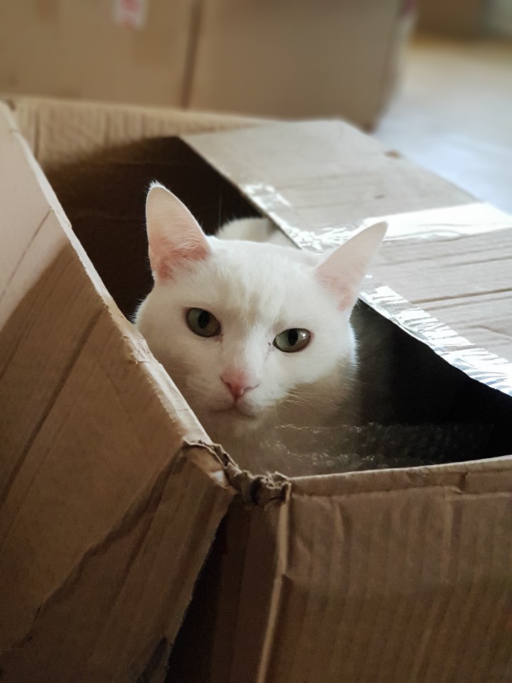  암컷 고양이 발정 대처와 그 기간에 대하여...!