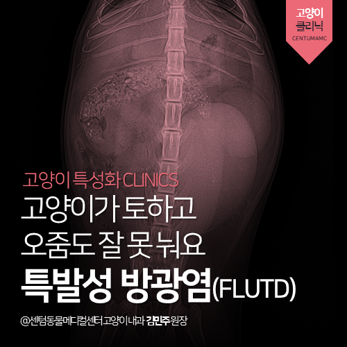  [고양이내과] 고양이 특발성 방광염 (FLUTD) - 토하고 오줌 잘 못 눠요 (부산 수영구 광안동 남천동 망미동 고양이 동물병원)