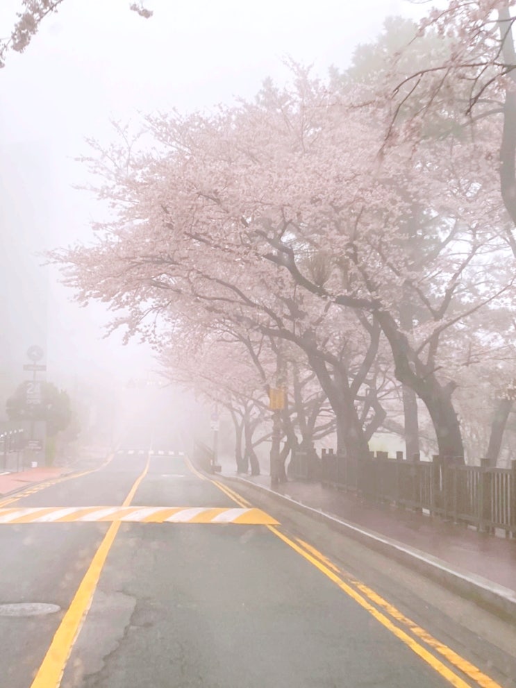  부산 벚꽃 명소 달맞이길 드라이브~