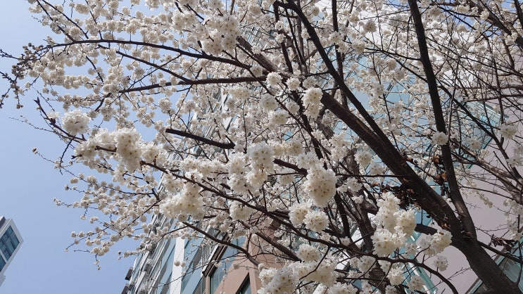 봄꽃 사진 벚꽃 매화 개나리꽃 만개!