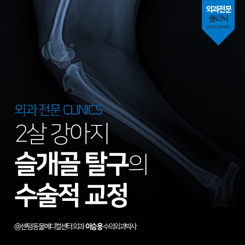 [외과] 2살 강아지 슬개골 탈구의 수술적 교정 (부산 남구 대연동 용호동 용당동 TTT 전문 동물병원)