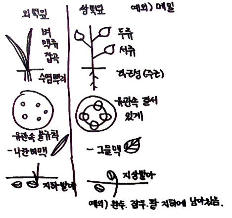  [식용작물학 요약] 종자식물의 형태적특성, 종자형성, 조직배양목적,기원지별 작물분류,용도분류, 수정양식분류,일장분류, 우리나라 재배현황