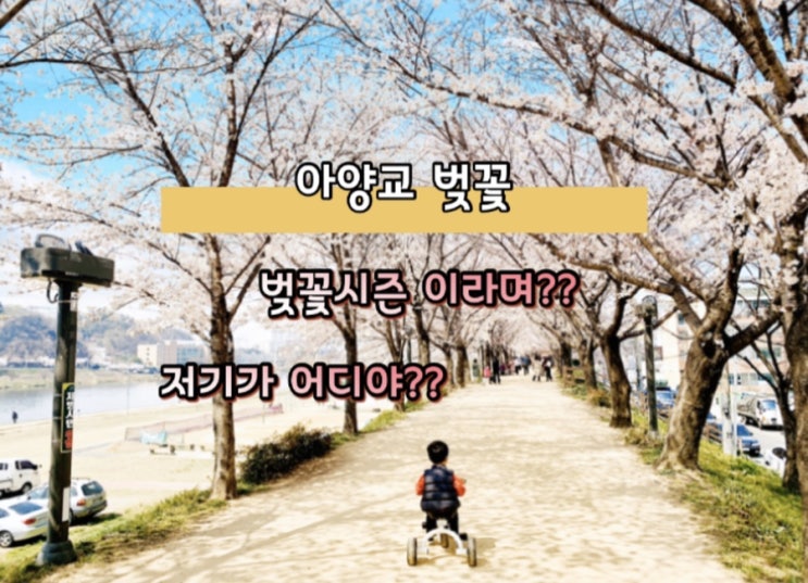  아양교벚꽃 구경 지금이 타이밍이야