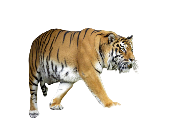 |ZKR| [크레스티드게코] 동물원에서 탈출한 호랑이 "타이거"