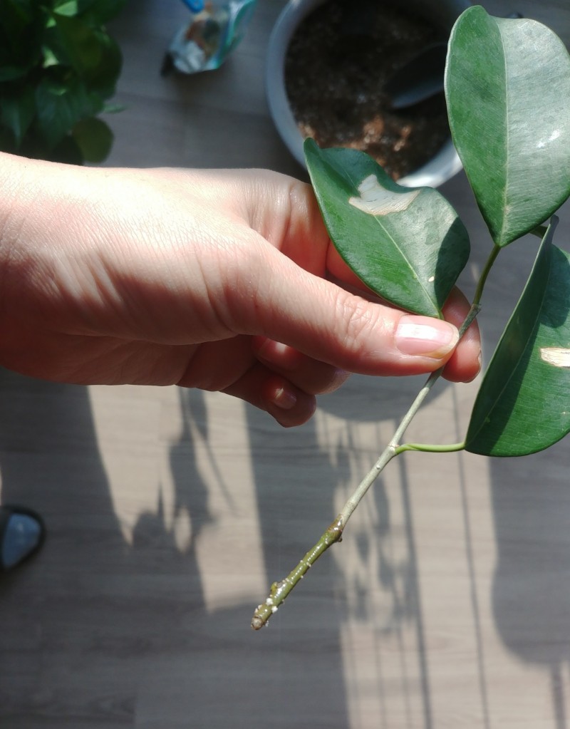 거실식물 벤자민 고무나무 키우기/가지치기/물꽂이 번식 : 네이버 블로그