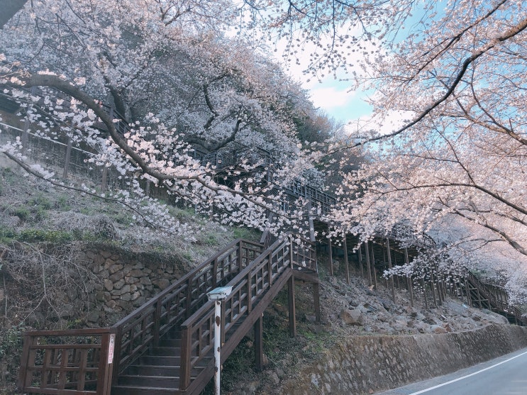  하동 여행기 두번째, 하동십리벚꽃길 산책하기