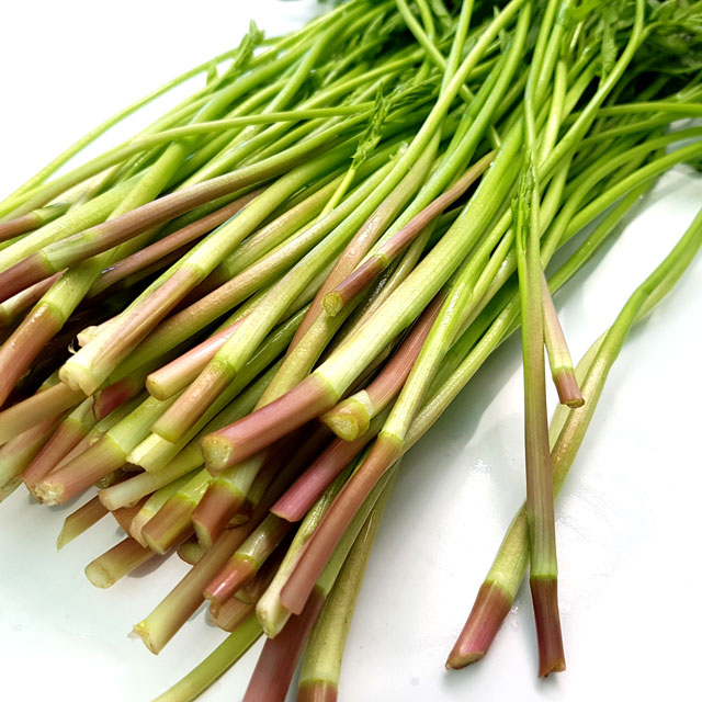 청도 한재 무농약 미나리, 1000개, 1kg 가격정보 청도 한재 무농약 미나리, 1000개, 1kg 가격정보