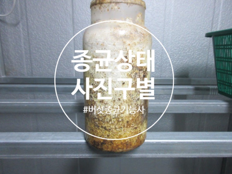  [버섯종균] 버섯종균기능사 실기 #4  우량,미숙,오염(잡균), 노화 균 사진 구별 /  종균상태 구별 / 눈으로 쉽게 판별하는 방법