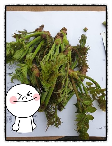  두릅 수확시기가 되었습니다. 봄철 산에 올라가면 종종 볼수 있는 두릅입니다 4월에만 수확할수 있는 황제나물