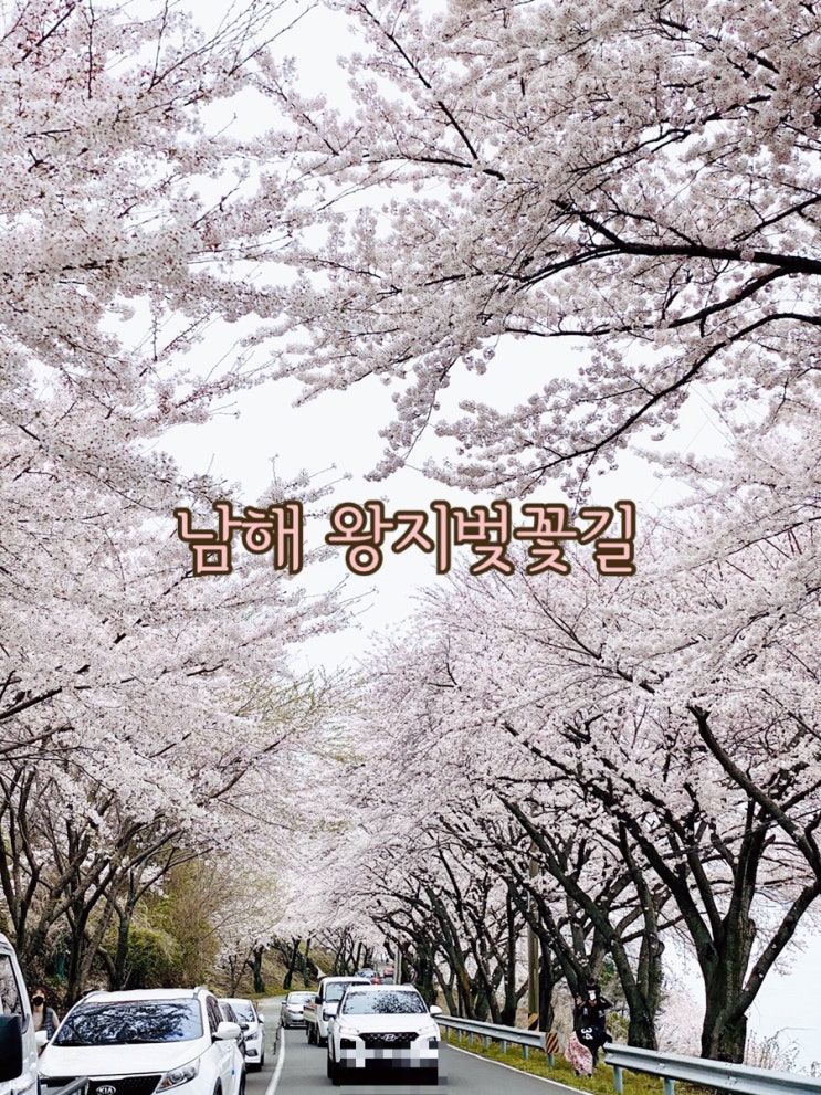  남해벚꽃 명소 왕지마을벚꽃길 2020년3월28일 방문기