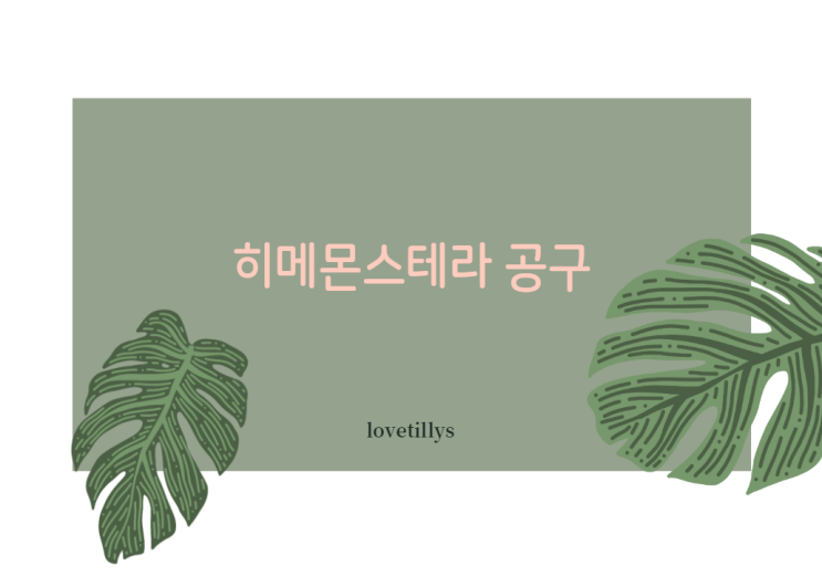  히메 몬스테라 공구해 볼까 합니다.
