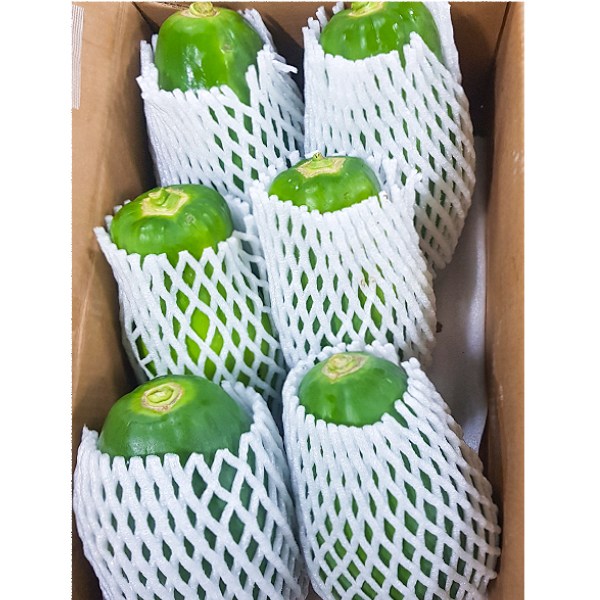 태국 그린 파파야 1~5kg, 2세트, kg 추천해요 태국 그린 파파야 1~5kg, 2세트, kg 추천해요