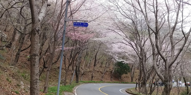  거제도 유명한 벚꽃 드라이브 길