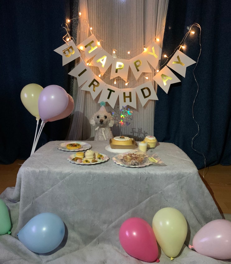  어제 강아지 두부 생일! 생일 상 차려주기!