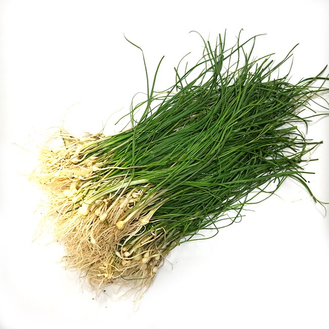 채소파는가게 달래 국내산 봄의 전령사, 1개, 500g 가격정보 채소파는가게 달래 국내산 봄의 전령사, 1개, 500g 가격정보