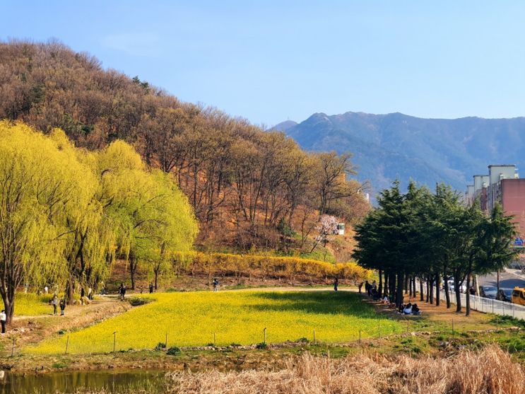  대구의 숨은 명소, 대구 두류공원 유채꽃 풍경 모음