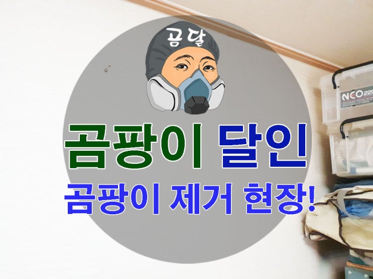  벽 곰팡이제거 재발 없이 끝내기!