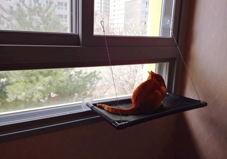 고양이 윈도우해먹 그레이독 구매 후기 : 넓은 창문이나 베란다 창에 이용! 고양이 윈도우해먹 그레이독 구매 후기 : 넓은 창문이나 베란다 창에 이용!