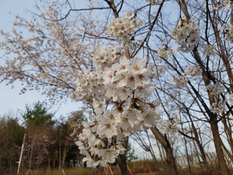  문정 장지 벚꽃 나들이: 장지천길