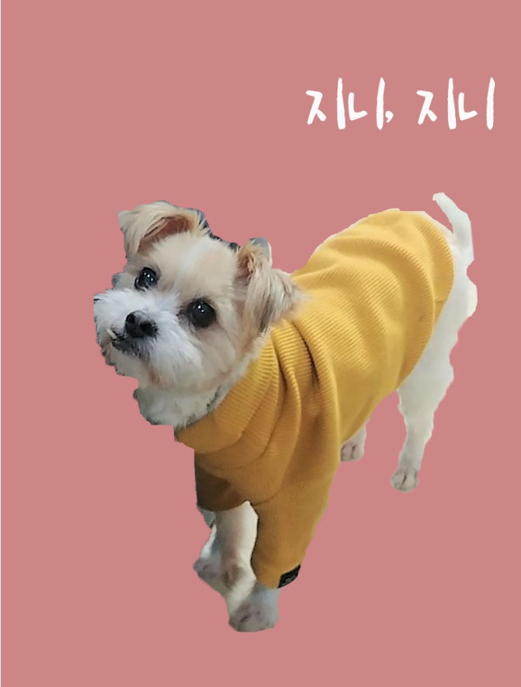  지니) 구토..(식사6시간후/ 공복 산책후) 연 삼일간, 문제 추적하자