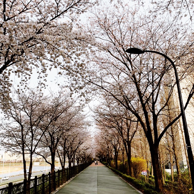 [봄봄봄] 봄을 만끽 - 퇴근길 한강 11km 산책, 런닝, 개나리, 벚꽃